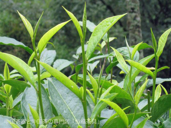 中国茶器と中国茶の専門店「恒福茶具」所有