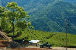 特選台湾高山茶