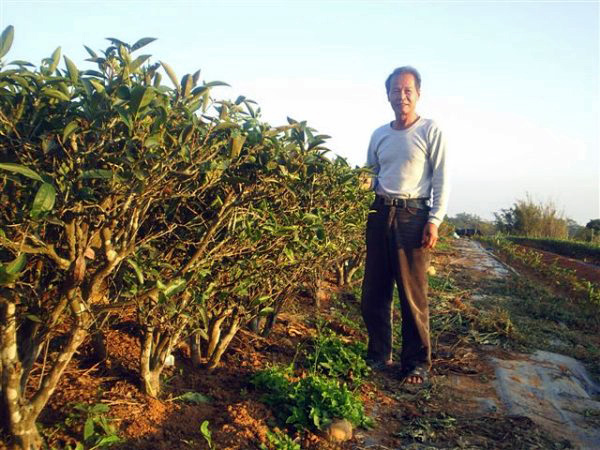 台湾南投県鹿谷郷【貴妃茶】